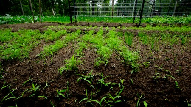 Moving camera right to left alongside very young leeks and dill growing in sandy soil in vegetable garden bed