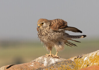 Lesser Kestrel on rooftop
