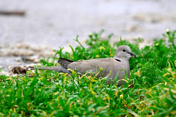Türkentaube // Collared dove (Streptopelia decaocto)