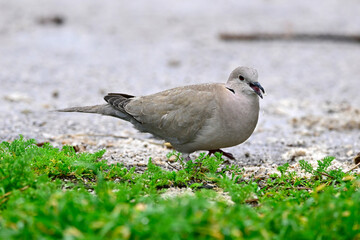 T&uuml;rkentaube // Collared dove (Streptopelia decaocto)
