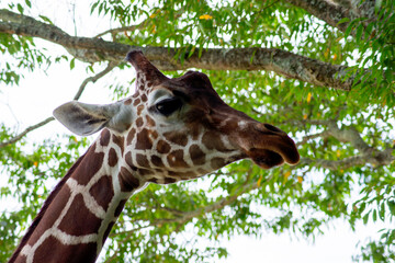 物憂げな表情で見下ろすキリン｜Giraffe Looking Down with a Melancholic Expression