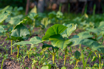 Cucumber seedlings grow robustly in rich soil under warm sunlight, showcasing their green leaves and healthy development in the garden