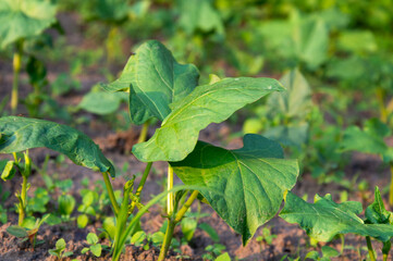 Cucumber seedlings are thriving in a garden bed, soaking up warm sunlight on a clear day, surrounded by rich soil and greenery