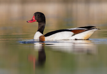 Shelduck low perspective on smooth water