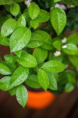 Mint Herb Plant Green Leaves