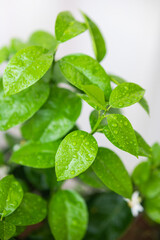 Green Plant Water Droplets Foliage