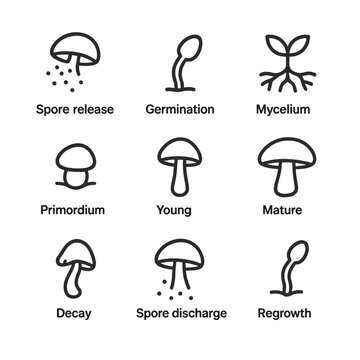 Mushroom Life Cycle Icons. Outline icon set of life cycle stages: spore release, germination, mycelium network, primordium pin,