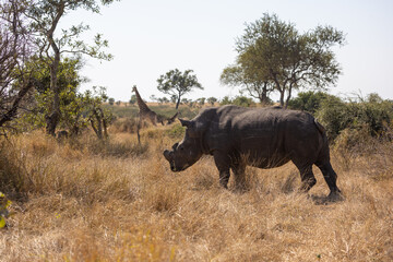 Obraz premium the white rhino and a giraffe