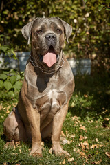 A muscular adult Cane Corso dog sitting on green grass in a sunny or garden. The purebred Italian mastiff has a strong build, natural uncropped ears, and its tongue out.
