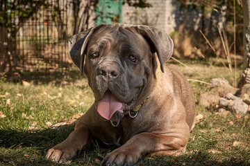 A muscular adult Cane Corso dog lies on the green grass in a sunny garden. The purebred Italian Mastiff has a strong build, natural uncropped ears and a protruding tongue.