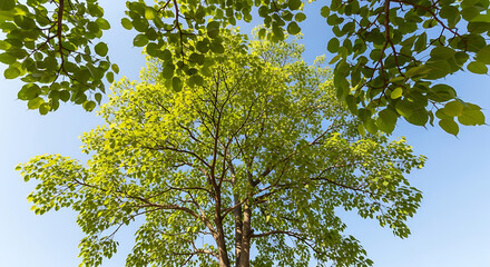 Fototapeta premium Lush green tree with bright leaves against clear blue sky beautiful forest landscape nature walks protection