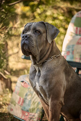 Obraz premium A muscular adult Cane Corso dog sitting on green grass in a sunny or garden. The purebred Italian mastiff has a strong build, natural uncropped ears, and its tongue out.