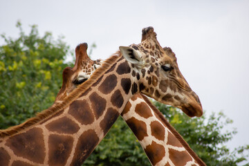 二頭のキリン　すれ違う感情 ― 静かな心の葛藤と距離感｜Two Giraffes — Passing Emotions, Quiet Inner Conflict and Distance
