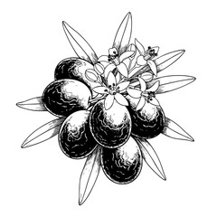 Olives with Leaves and Flowers Doodle Illustration – Hand-Drawn Black and White Line Art on Transparent Background