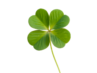 Vibrant Green Four Leaf Clover Isolated on Black Background Perfect for St Patricks Day Designs and Good Luck Symbols