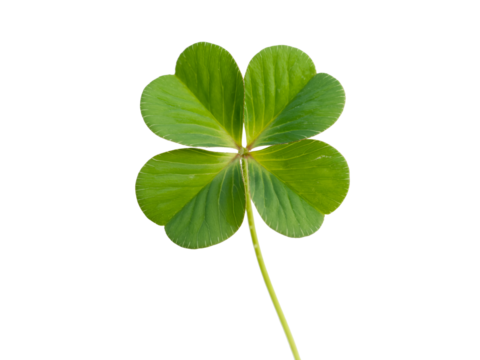 Vibrant Green Four Leaf Clover Isolated on Black Background Perfect for St Patricks Day Designs and Good Luck Symbols