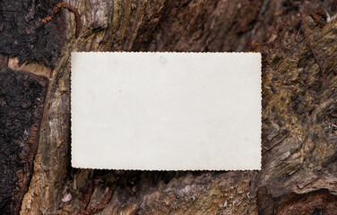 Vintage empty paper on the old wooden bark of tree background
