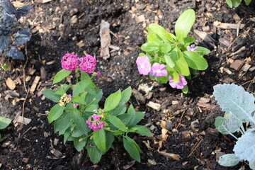 spheres of many tiny pink blossoms atop plants with pointed oval light-green leaves