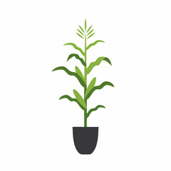 Fototapeta premium Stylized Corn Plant in Dark Pot with Green Leaves and Emerging Tassel
