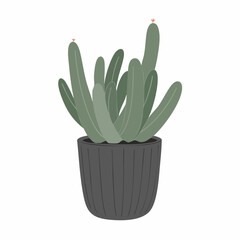 Stylish Succulent Plant in a Gray Pot