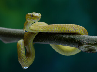 This yellow snake is likely a Golden Pit Viper (Trimeresurus insularis), a venomous species native...