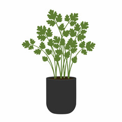 Lush Cilantro Plant in Dark Pot, Vibrant Green Foliage