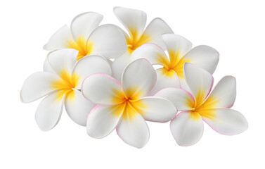 Beautiful plumeria flowers background image for hawaiian floral design and tropical flower arrangement use