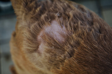 Eczema in a red dog.