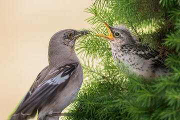 Northern Mockingbird feeds a fledgling in a bush.