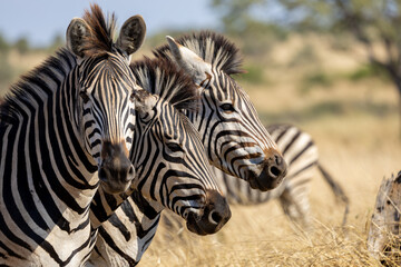 three zebras on the look out
