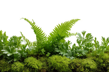 different ferns and greenery isolated on white background