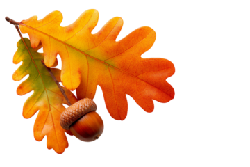 Autumnal oak leaves with acorn isolated on white background