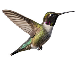 Fototapeta premium hummingbird in flight isolated on white background