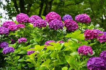 響山公園のアジサイ