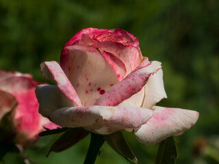 
Striking pink and white hybrid tea rose in a sunlit garden