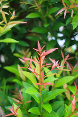 red and green leaves