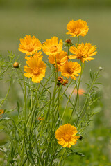 Yellow cosmos flowers blooming in a field with a blurred green background, close up photo. 