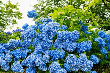 響山公園のアジサイ