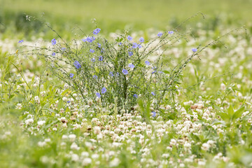 Blue flax flowers blooming in a field of white clover on a summer day in Iowa. 