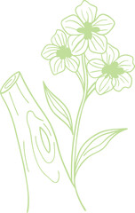 Delicate green flower branch line art with blooming petals and stem on wood, perfect for nature-themed illustrations, eco designs, organic packaging, and botanical elements.