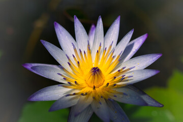 輝く睡蓮 ― 清らかな朝の自然美｜Shining Water Lily — Pure Morning Nature Beauty