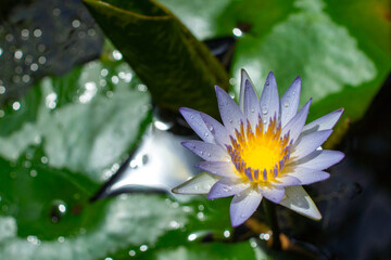 輝く睡蓮 ― 清らかな朝の自然美｜Shining Water Lily — Pure Morning Nature Beauty