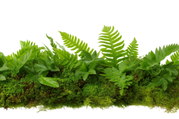 Green ferns and moss on log isolated on white background
