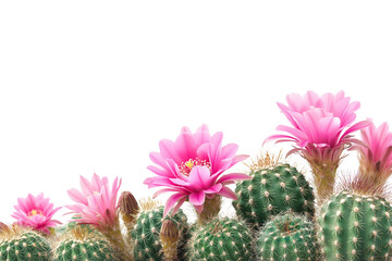 collection of green cactus plants adorned with vibrant pink flowers in full bloom isolated on white background
