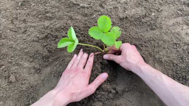 First-person view male hands planting strawberry seedling in fertile ground
