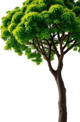 Tree with green leaves isolated on white background