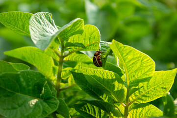 A striped beetle is observed resting on lush green leaves, illuminated by bright sunlight in a...