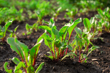 Vibrant beetroot plants flourish in rich soil, with sunlight illuminating their green leaves and red stems in a tranquil garden setting