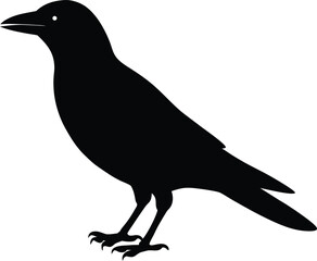House Crow Bird silhouette vector art illustration and minimal black and white design
