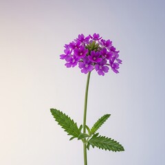 Vibrant Purple Verbena Flower Isolated